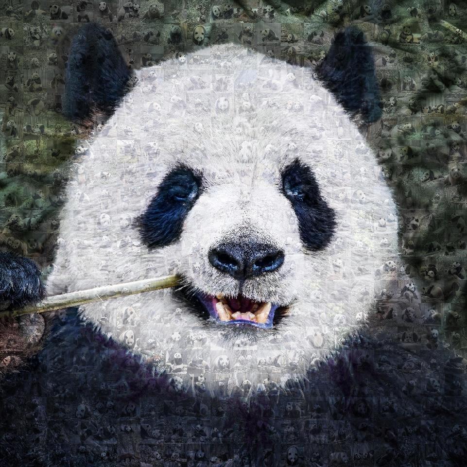 不止于“萌”：成都世運(yùn)會(huì)吉祥物背后的生物多樣性保護(hù)力量