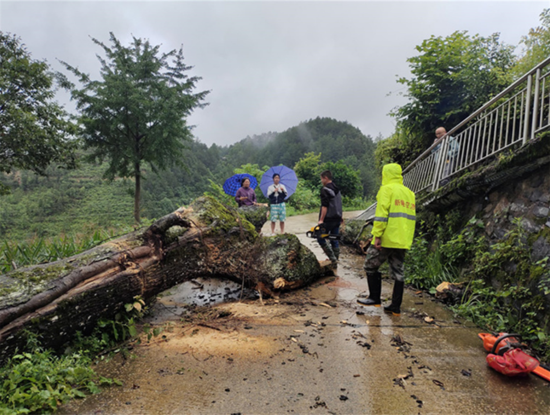 新晃:强降雨致大树倾倒 党员干部齐心协力清理保畅