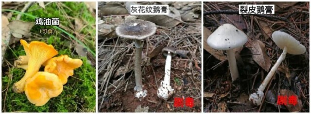 莫信！这些毒蘑菇鉴别“经验”全是坑！