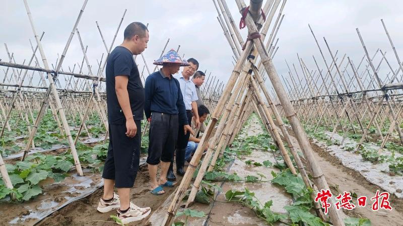 常德农技专家深入田间地头指导灾后生产