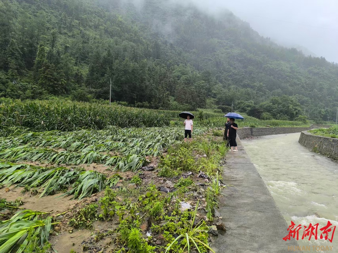 聞“汛”而動丨從“傷心田”到“放心田”：桑植縣高標(biāo)準(zhǔn)農(nóng)田建設(shè)通過暴雨“大考”