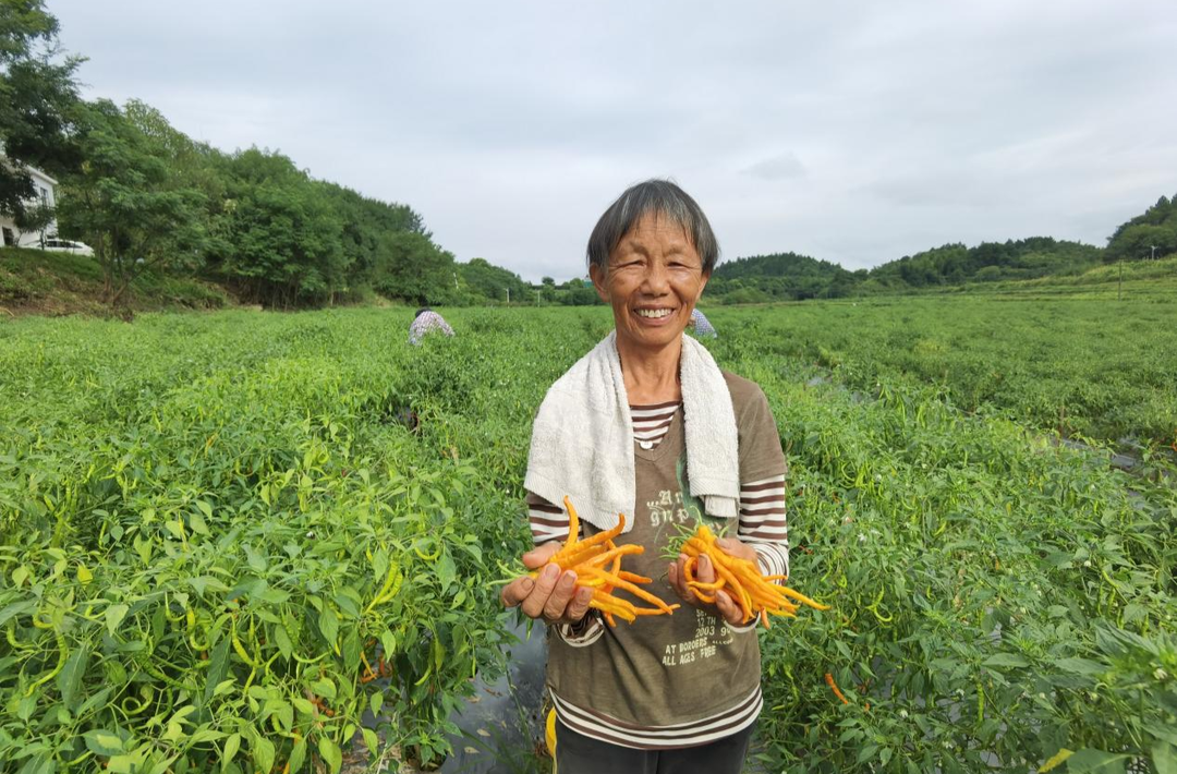 株洲市渌口区：三年翻一番，解锁村集体经济“增收密码”