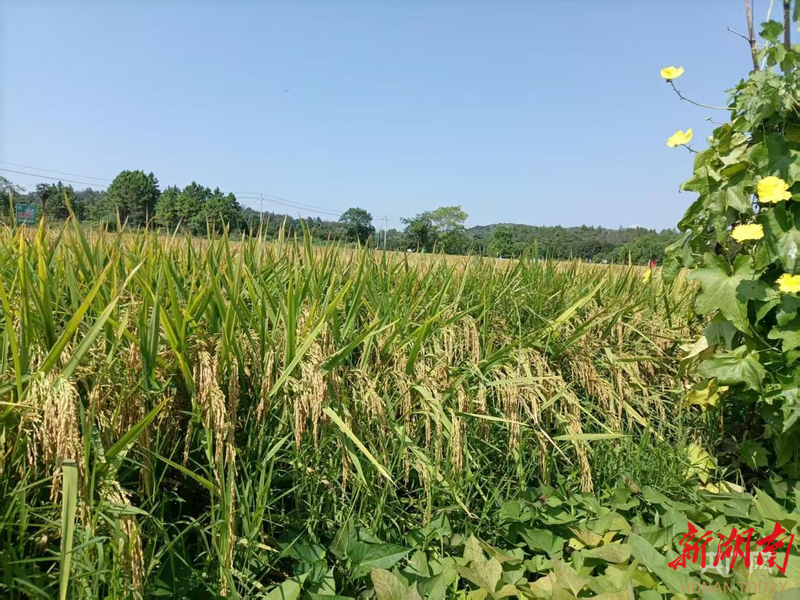 零陵：夏日田野忙 乡村好“丰”景