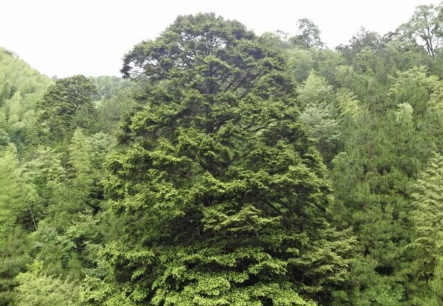 湘西南深山又发现“宝树”