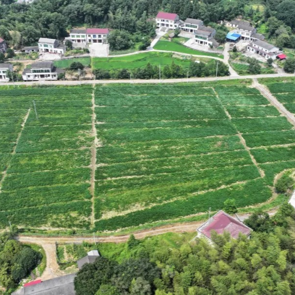“洞庭粮仓”如何实现旱涝保收？益阳“四个多”改革措施开启耕地保护新篇章