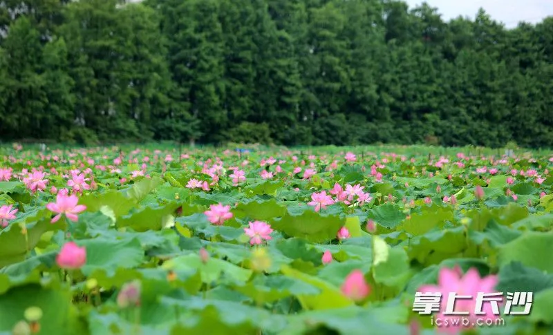 湖南农业大学西门附近的100多亩荷花园里花开艳丽。 湖南农业大学西门附近的100多亩荷花园里花开艳丽。
