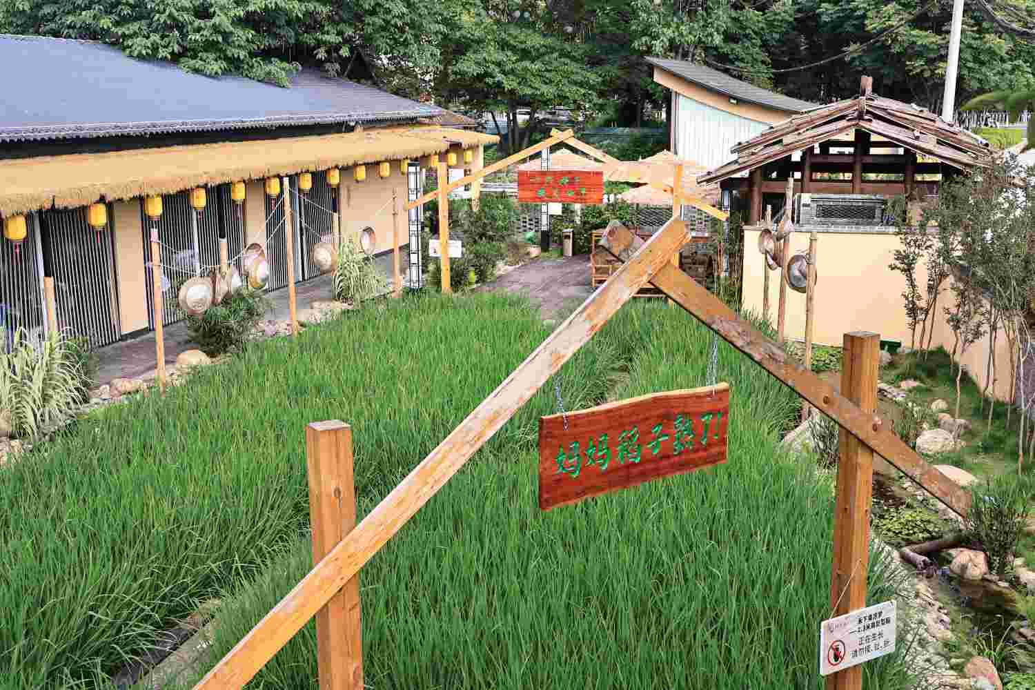 福地懷化·康養(yǎng)季｜水稻田間嘗風(fēng)味