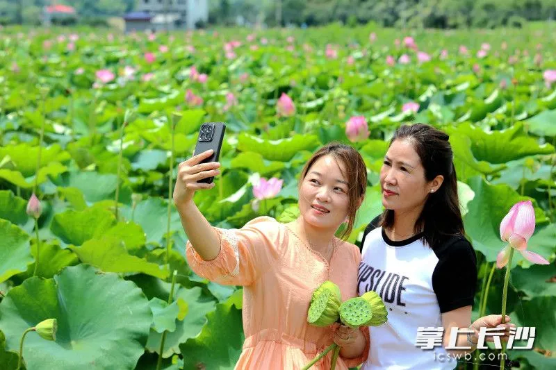 多个荷园提供莲蓬采摘购买服务,赏荷尝鲜两不误。 多个荷园提供莲蓬采摘购买服务,赏荷尝鲜两不误。