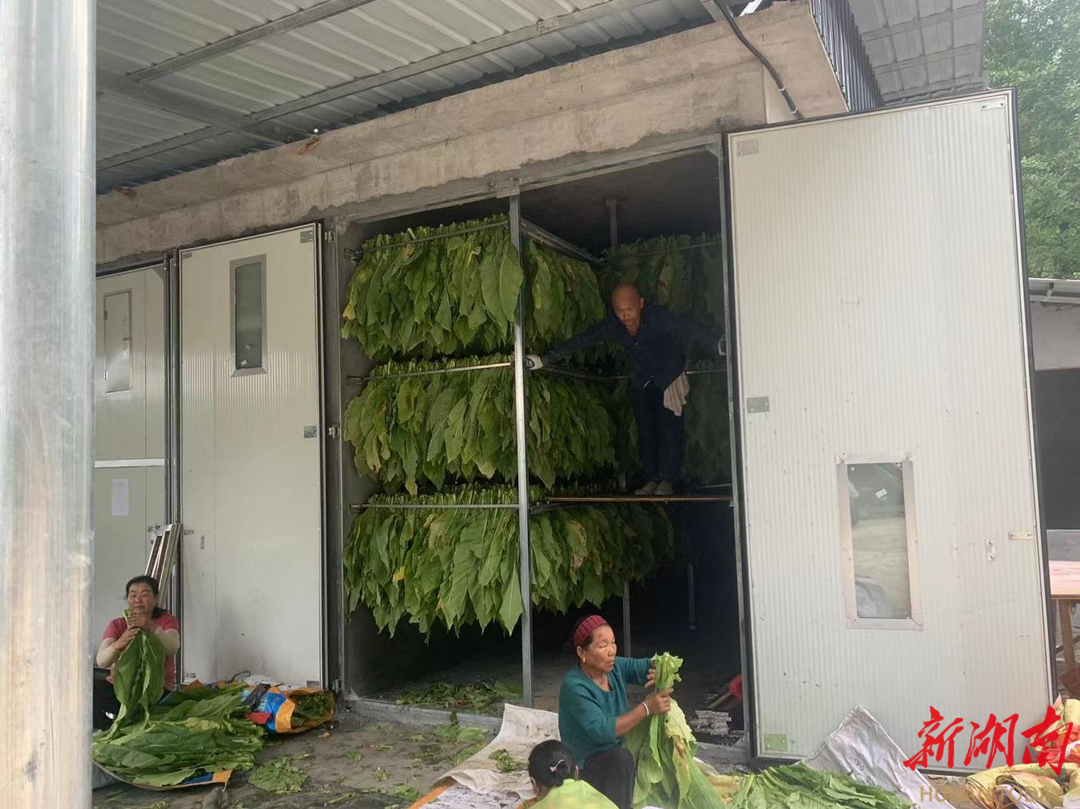 闻“汛”而动丨桑植县上洞街乡全力开展烟叶灾后生产自救