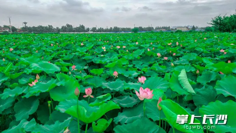 6月12日，雨后短暂天晴，苏家托荷花初盛开，伴随雨露在风中摇曳。 均为长沙晚报全媒体记者易亿摄
