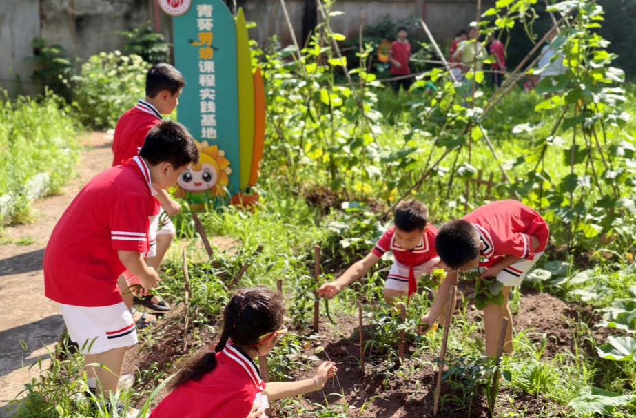 青葵基地夏收忙，石鼓区朝阳小学举行辣椒黄瓜“毕业典礼”