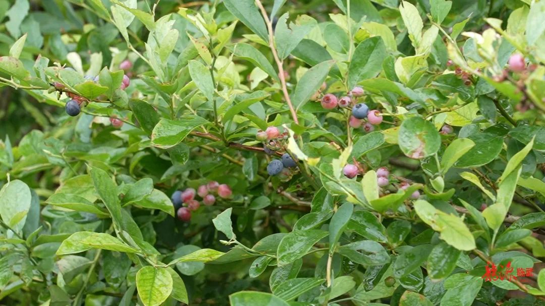 臨武縣水東鎮(zhèn)：藍莓甜蜜上市