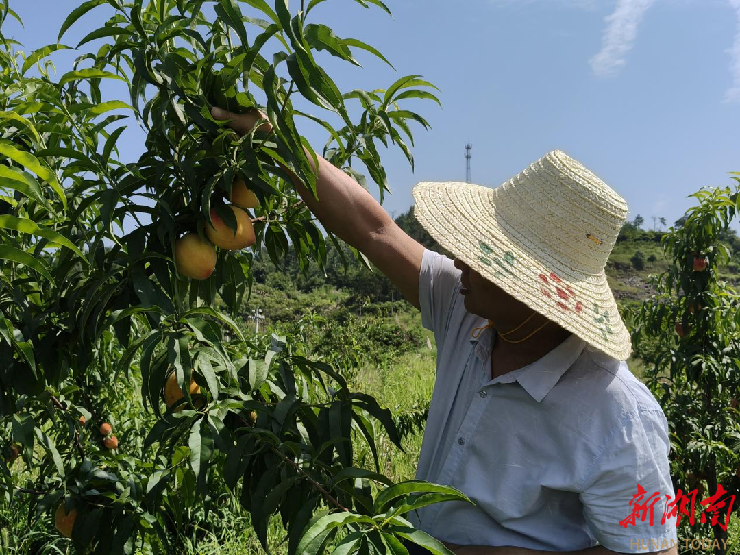 白马镇：郁溪生态产业黄桃园助力乡村振兴