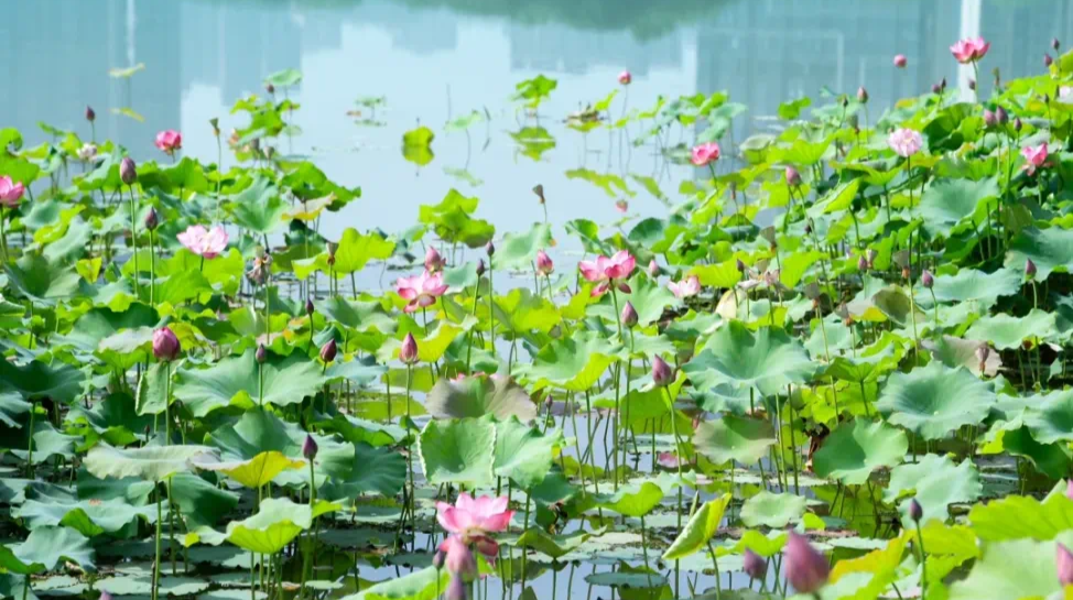 “荷”处寻夏？带上这份打卡地图出发吧
