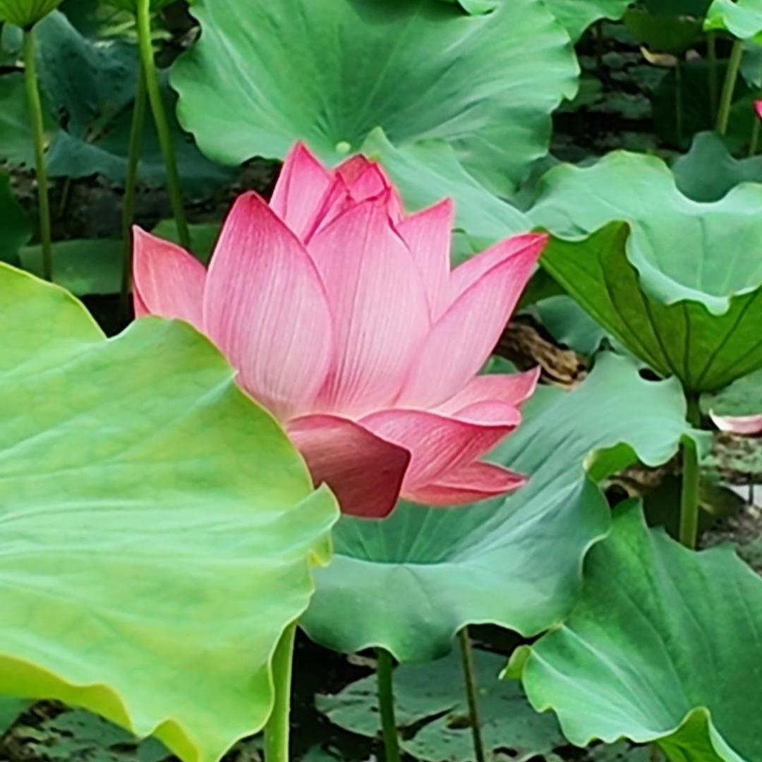 視頻｜“荷花不知道 自己就是夏天”