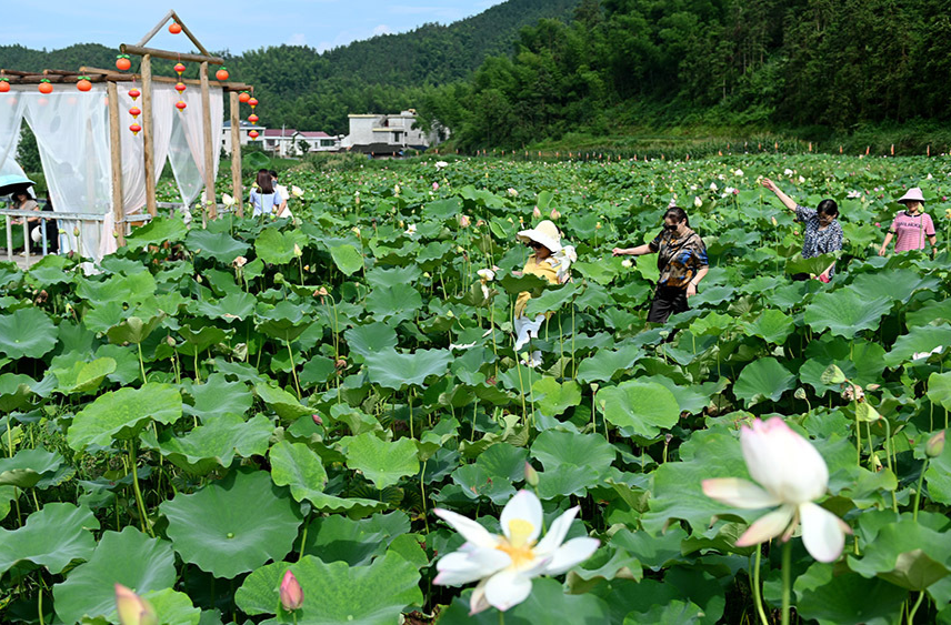 荷花开  游客来