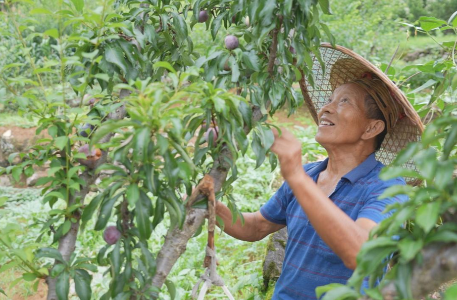 鳳凰漾水坨百畝桃李豐收 青年直播帶貨助農(nóng)增收