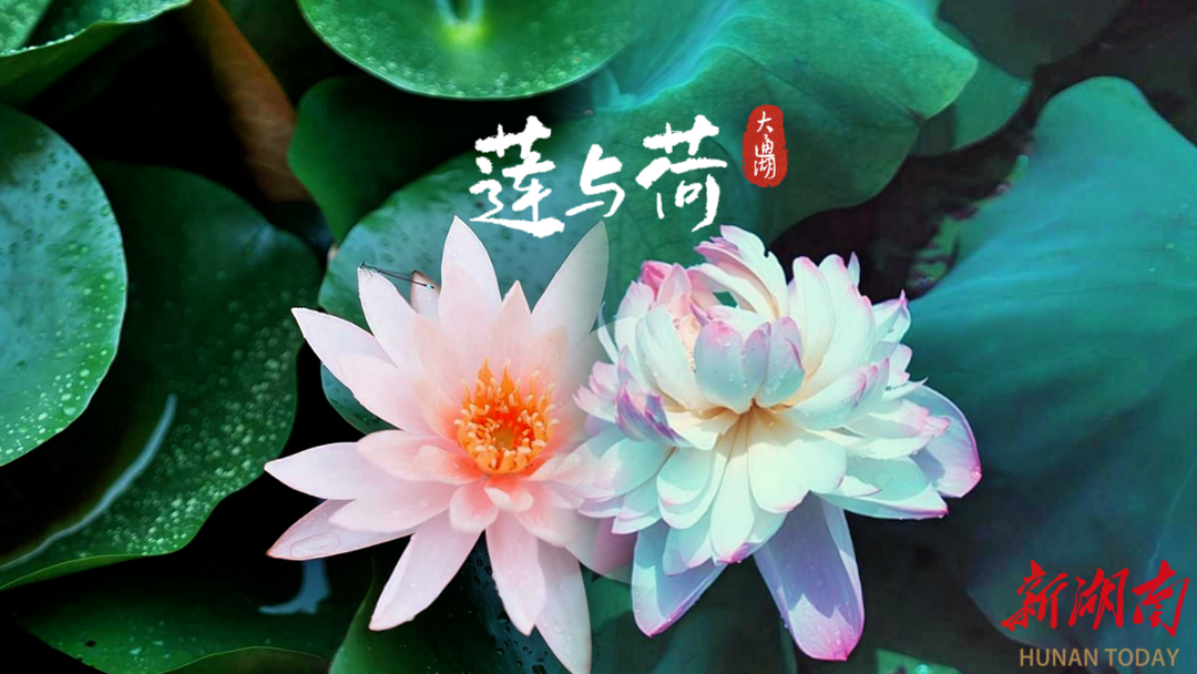 大通湖夏日限定浪漫！盛夏花竞开，莲荷入画来