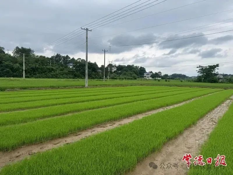 常德：早稻將收割 晚稻育秧“忙”