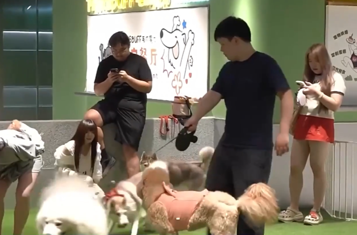 治安管理处罚法修订完成，违法出售饲养烈性犬最高拘十日