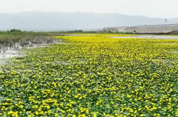原来这就是《诗经》中浪漫了千年的荇菜！