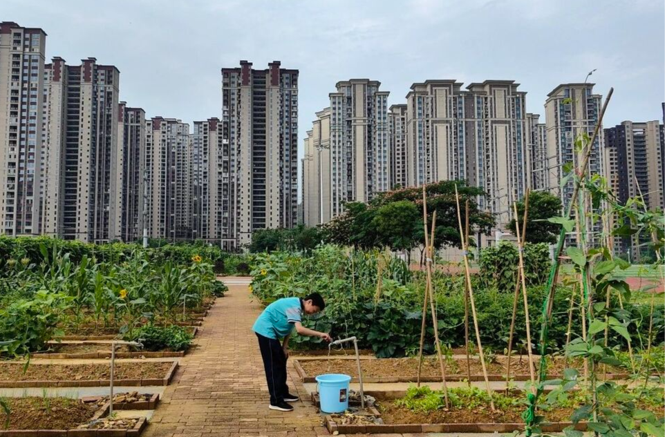 “知耕園”里繪豐年 湘西州溶江中學(xué)勞動(dòng)實(shí)踐基地喜獲豐收