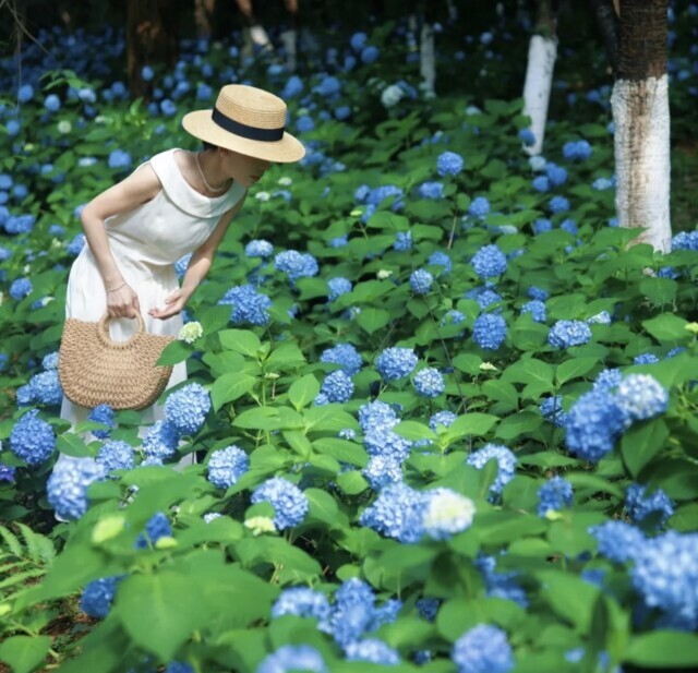 省植物园开启“夏之恋