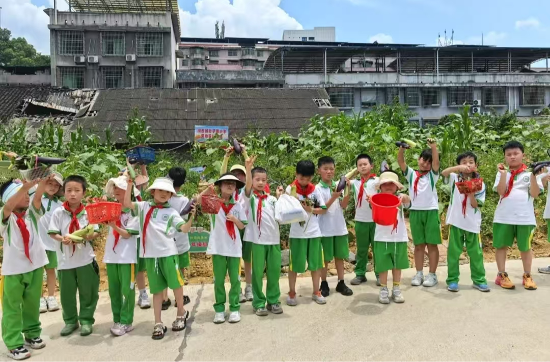 湘西州砂子坳小學(xué)勞動(dòng)實(shí)踐基地迎來豐收