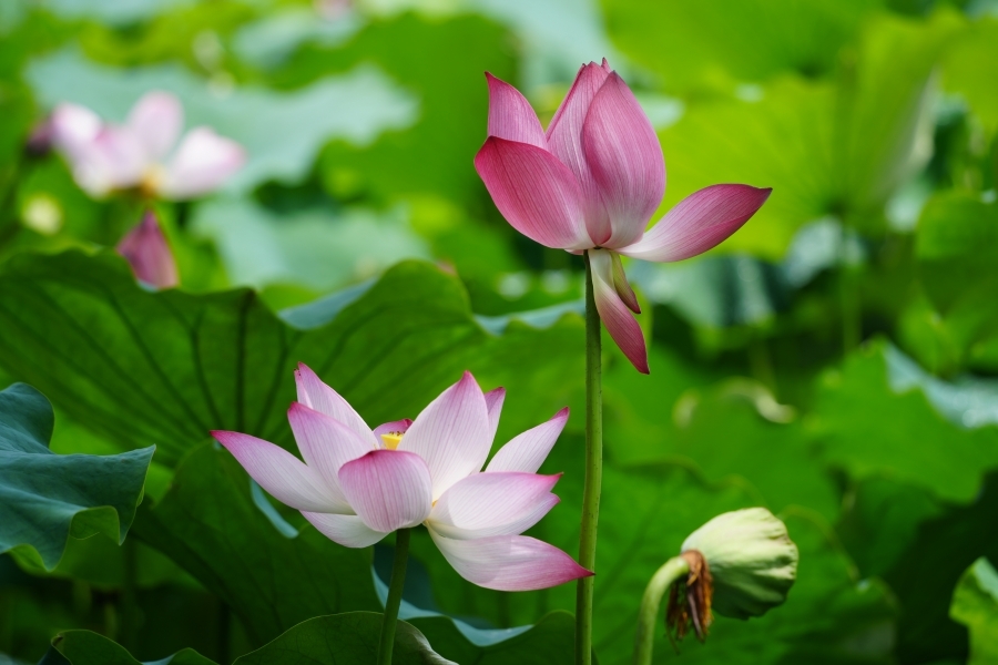 绥宁：荷花绽放，共赴夏日浪漫之约