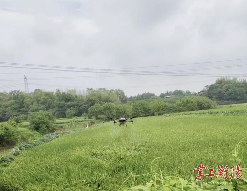 緊盯蟲情動(dòng)態(tài)！衡陽市全面啟動(dòng)一季稻和遲熟早稻病蟲防治
