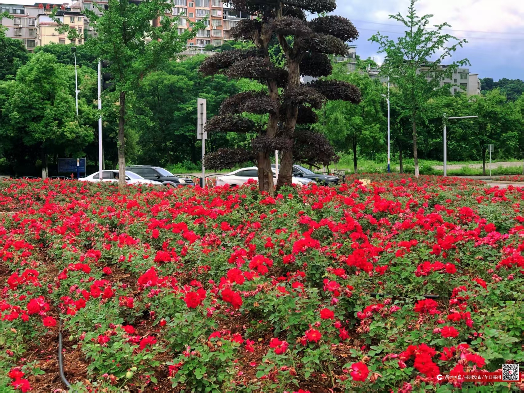 杭州“西子”绽郴城 市花新品绘新景