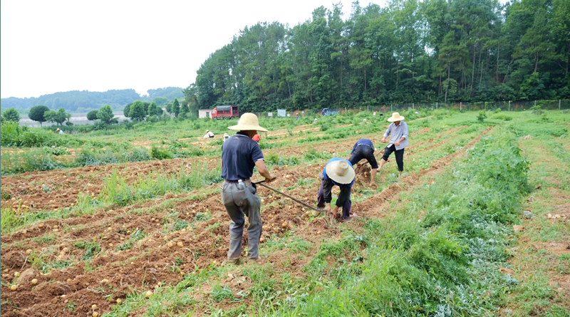 产量高、口感好！这里的马铃薯丰收啦