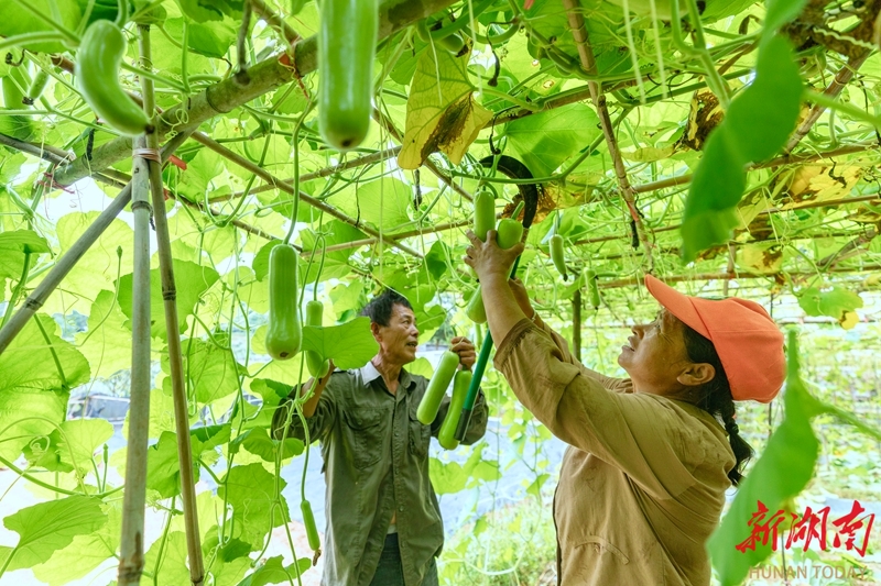 特色蔬菜產(chǎn)業(yè)助農(nóng)增收