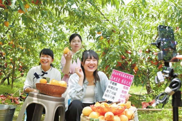 夏日清甜！双峰县杏子铺镇黄桃采摘正当时|湖南日报·图片新闻