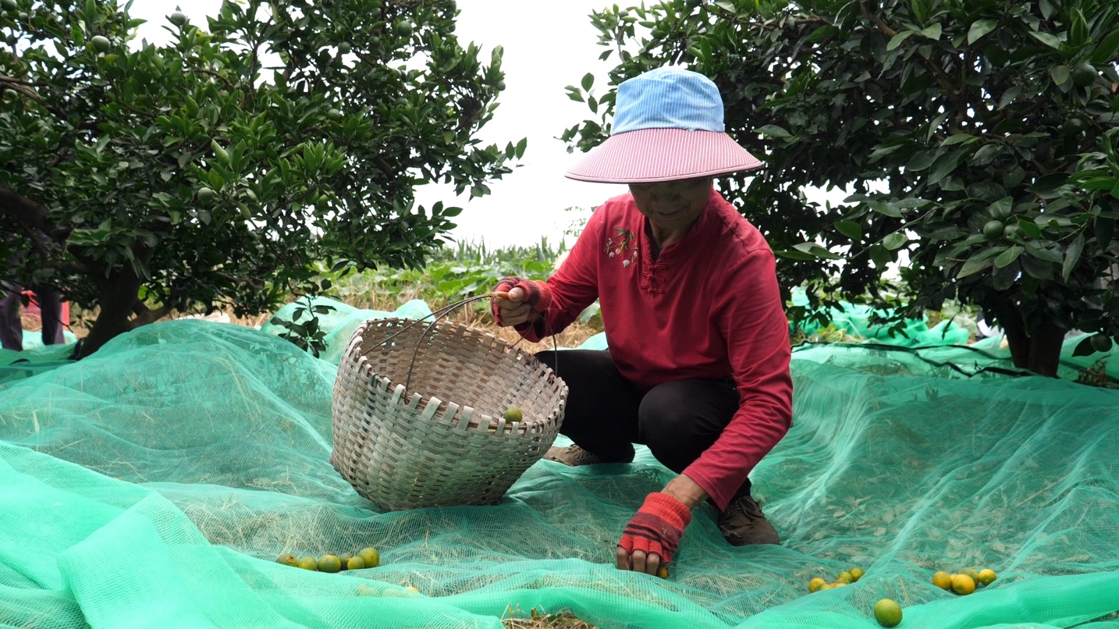 石门：柑橘落果“变废为宝”  助力橘农增收