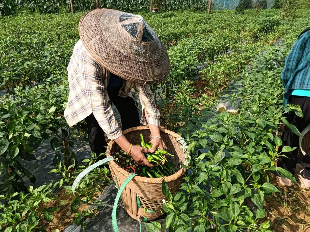 訂單農(nóng)業(yè)結(jié)碩果，吉首這個村辣椒采收正當時