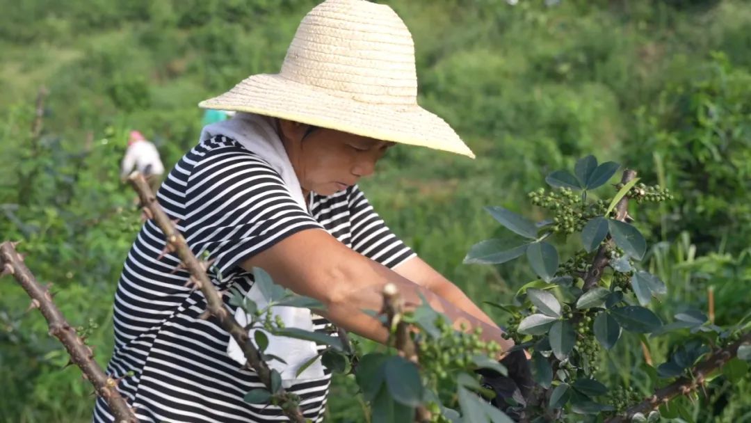嘉禾县广发镇：特色产业助力乡村振兴