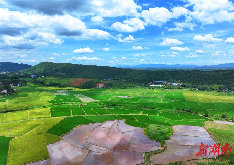 夏日田园 生机勃勃