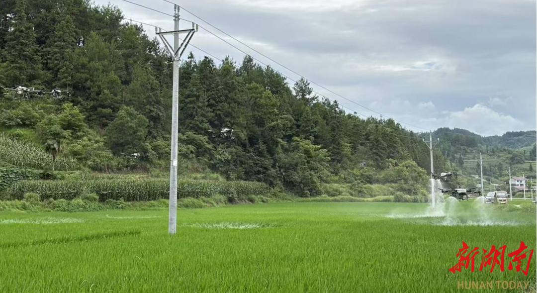 桑植縣農(nóng)業(yè)農(nóng)村局：災(zāi)后發(fā)力“一噴多促” 護(hù)航水稻生產(chǎn)保豐收