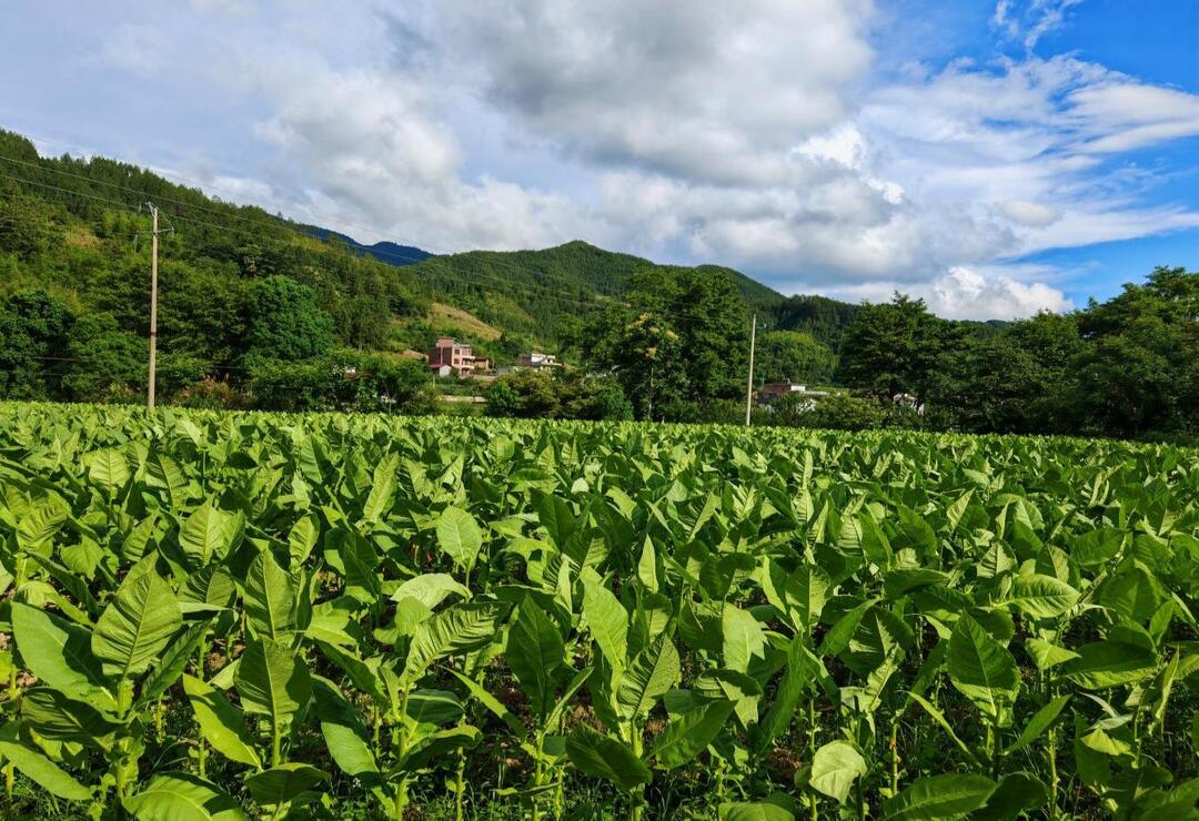 桂东普乐：红潮涌动山水间 山乡蝶变换新颜