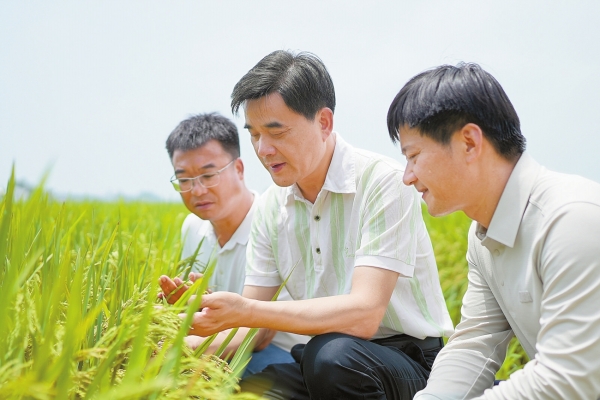 全程守護(hù) 院士團(tuán)隊(duì)讓寧鄉(xiāng)早稻“懷上大胖谷子”