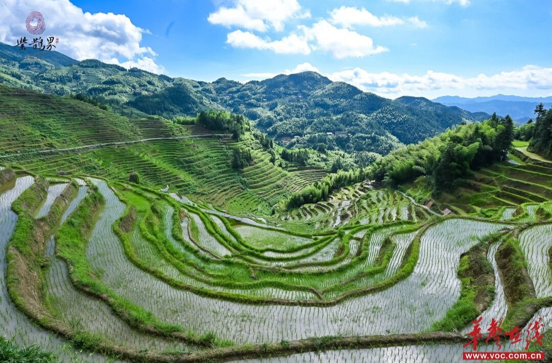 千年梯田“云守護”：紫鵲界創(chuàng)新推出公益認養(yǎng)計劃