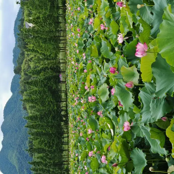 湖湘地理：登上長株潭之巔，“媽，你的荷花頭像可以換了”