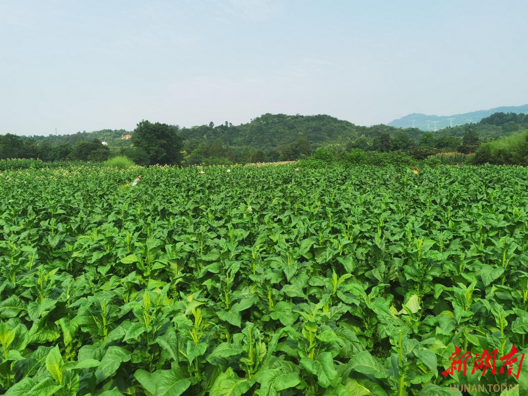 桑植縣澧源鎮(zhèn):煙葉產(chǎn)業(yè)解鎖群眾“致富密碼”