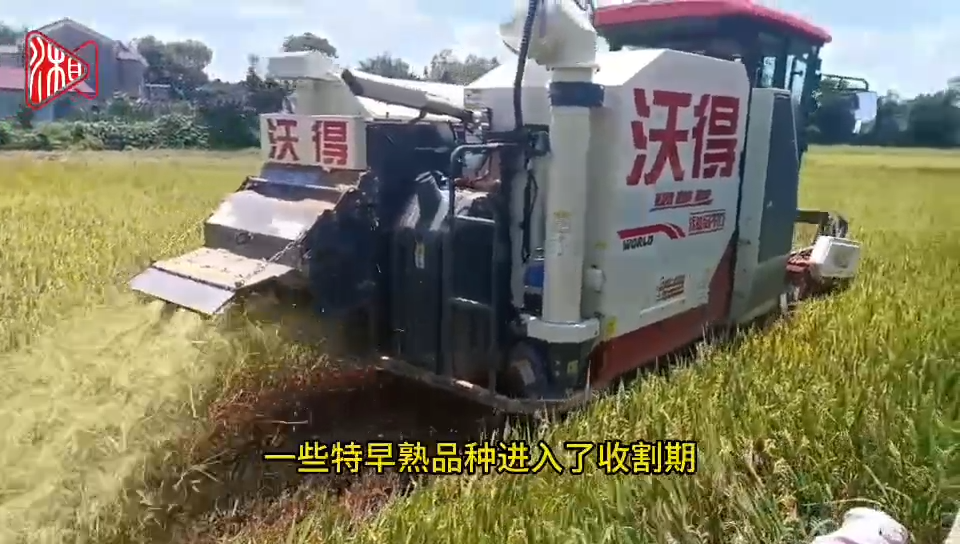 湖南早稻开镰收割