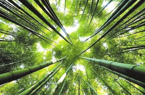 怀化市委书记许忠建专题调研竹产业发展