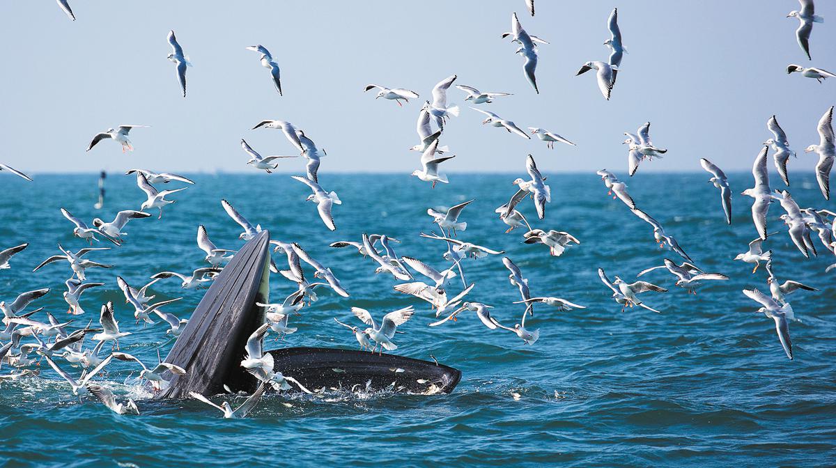 Nature films explore the lives of rare species