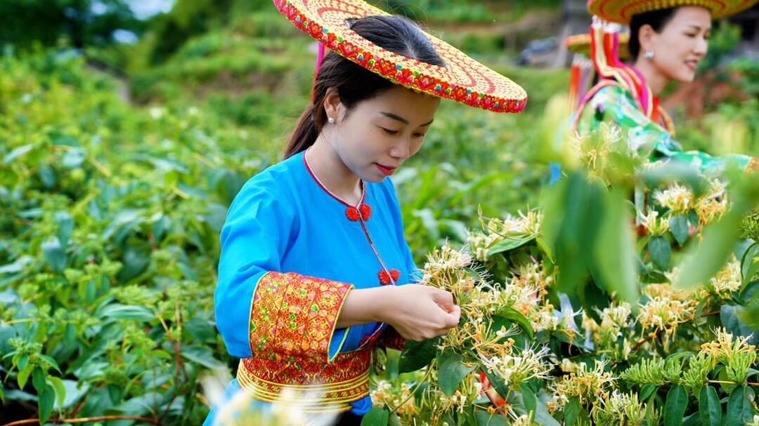 湖南隆回：金银花铺就金色振兴路