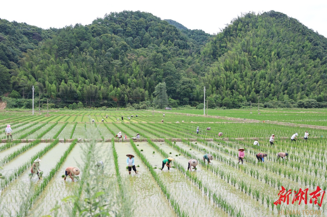 圖片新聞丨靖州：盛夏時節(jié) 雜交水稻制種忙