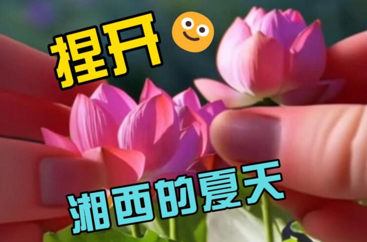 湘西沁夏集④ | 捏開這五個賞荷勝地，你去過幾個？